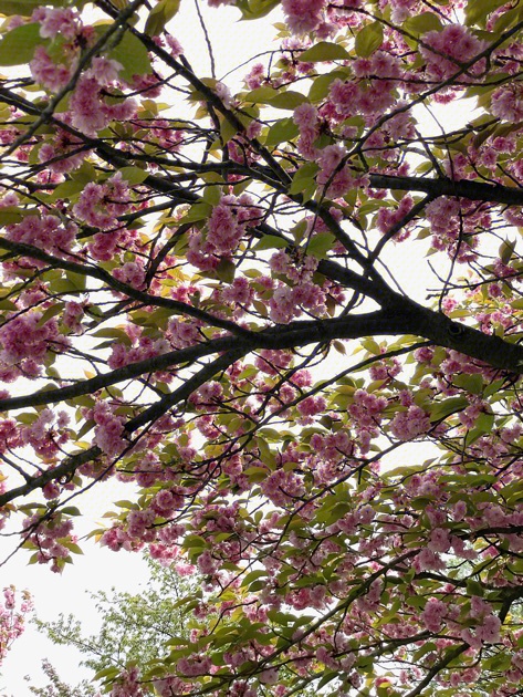 Blick Richtung Himmel in einen blühenden Kirschbaum