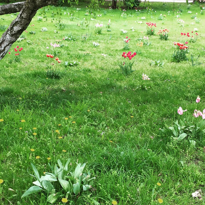 Tulpen auf einer Wiese