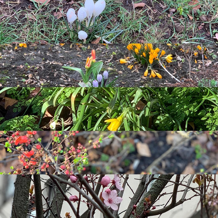 Collage aus Frühlingsblumen