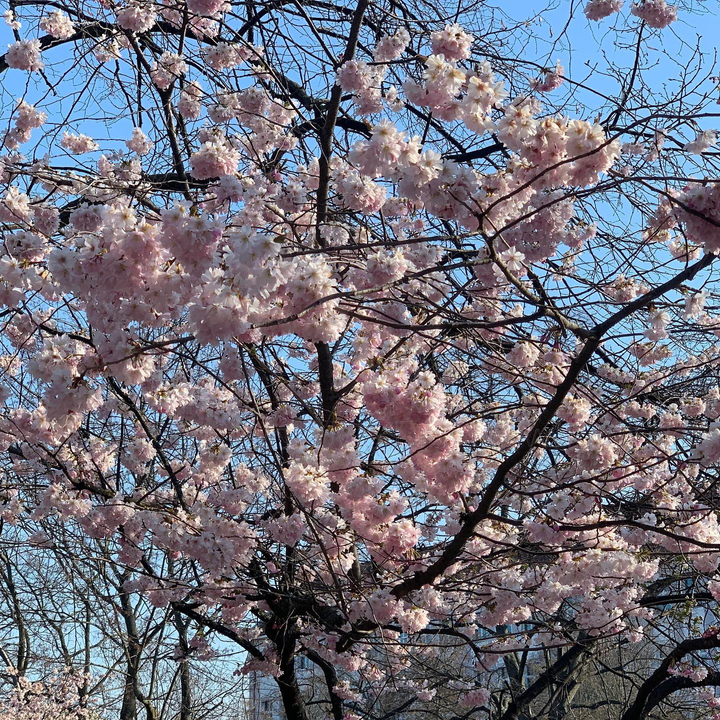 Baum mit Kirschblüte